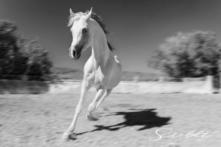 Animal photography in Valencia Sagunto Castellón and Mallorca Arabian horse running