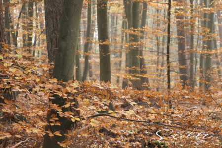 Nature and landscape photography showing a forest in autumn in Germany