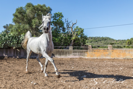 Animal photography in Valencia Sagunto Castellón and Mallorca Arabian horse posing