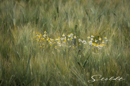 Nature and landscape photography showing camomile flowers growing in a field