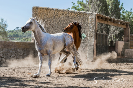 Animal photography in Valencia Sagunto Castellón and Mallorca showing horse fight