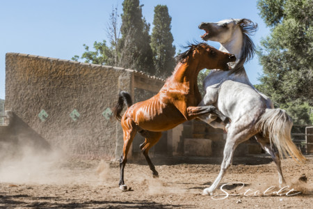 Animal photography in Valencia Sagunto Castellón and Mallorca showing horse fight