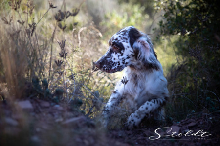 Animal photography in Valencia Sagunto Castellón and Mallorca dog sitting on the ground