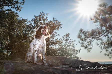 Animal photography in Valencia Sagunto Castellón and Mallorca dog posing on a rock in the sun
