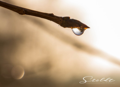 Nature and landscape photography showing a drop on a branch reflecting the surroundings
