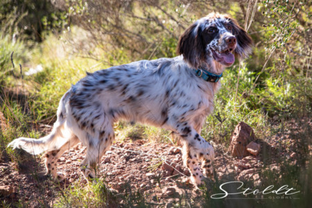 Animal photography in Valencia Sagunto Castellón and Mallorca dog portrait in the nature