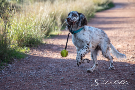 Animal photography in Valencia Sagunto Castellón and Mallorca dog playing with a toy