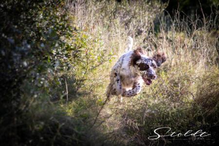 Animal photography in Valencia Sagunto Castellón and Mallorca dog running through the grass