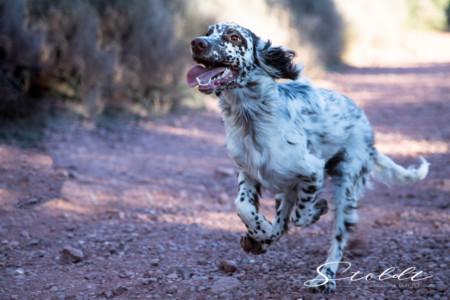 Animal photography in Valencia Sagunto Castellón and Mallorca dog running