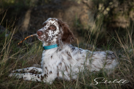 Animal photography in Valencia Sagunto Castellón and Mallorca dog relaxing in the grass