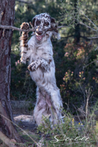 Animal photography in Valencia Sagunto Castellón and Mallorca dog chewing on a stick