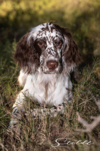Animal photography in Valencia Sagunto Castellón and Mallorca dog posing in the grass