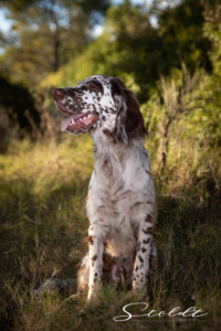 Animal photography in Valencia Sagunto Castellón and Mallorca dog posing in the grass