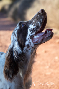 Animal photography in Valencia Sagunto Castellón and Mallorca dog looking at the owner
