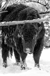 Animal photography in Valencia Sagunto Castellón and Mallorca cow in the snow