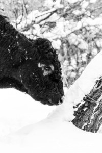 Animal photography in Valencia Sagunto Castellón and Mallorca cow in the snow
